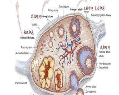代孕的成功率多少,卵巢早衰的症状及危害有哪些！卵巢早衰有哪些症状,怎样治