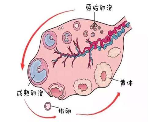 借卵价格-洗完澡同房影响怀孕吗