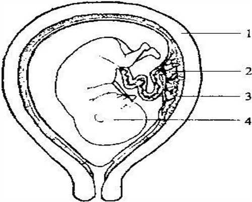 宜昌代孕程序：快生的“3信号”，孕妈心里要有