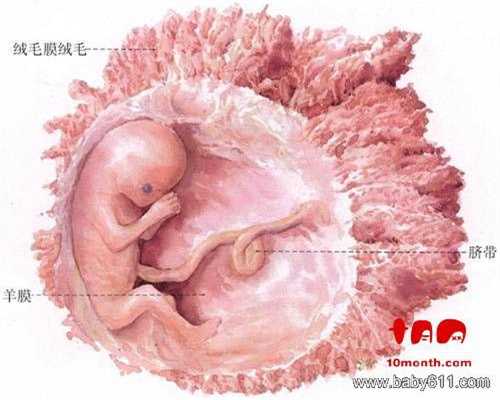 广州供卵助孕三代试管,孕17周饮食指导：胃肠功