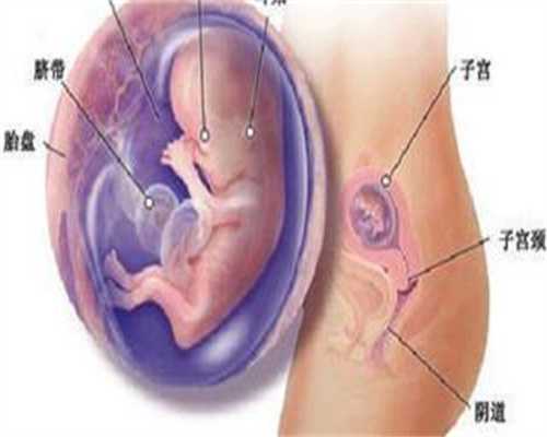 中国正规的代怀孕中介,孕中期营养饮食需知